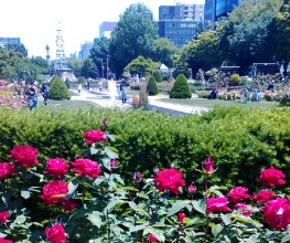 散歩：6月の札幌大通公園