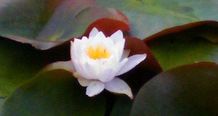 蓮の池に咲く蓮の花