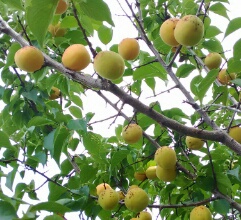 【パタヤの朝食】食欲のない朝は、ごはんに梅干、味噌汁が最強。あと、海苔もイケる