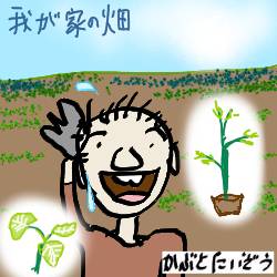 我が家の畑:kabutotai.net