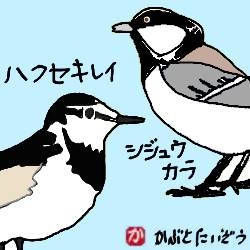 ハクセキレイとシジュウカラ:kabutotai.net